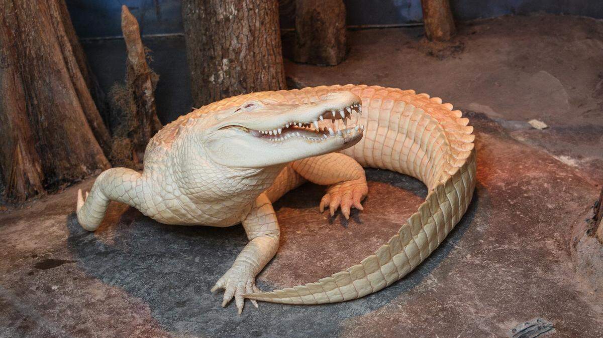 The South Carolina Aquarium in Charleston announced the death of the albino alligator -- named Alabaster -- in a Facebook post on Friday, July 19.