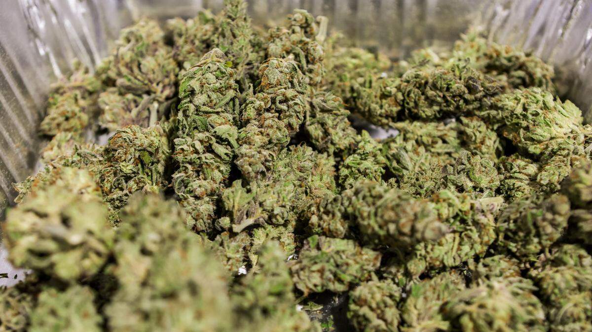 After drying and curing, leaves are trimmed from the flowers and the remaining buds are collected for use as product. 