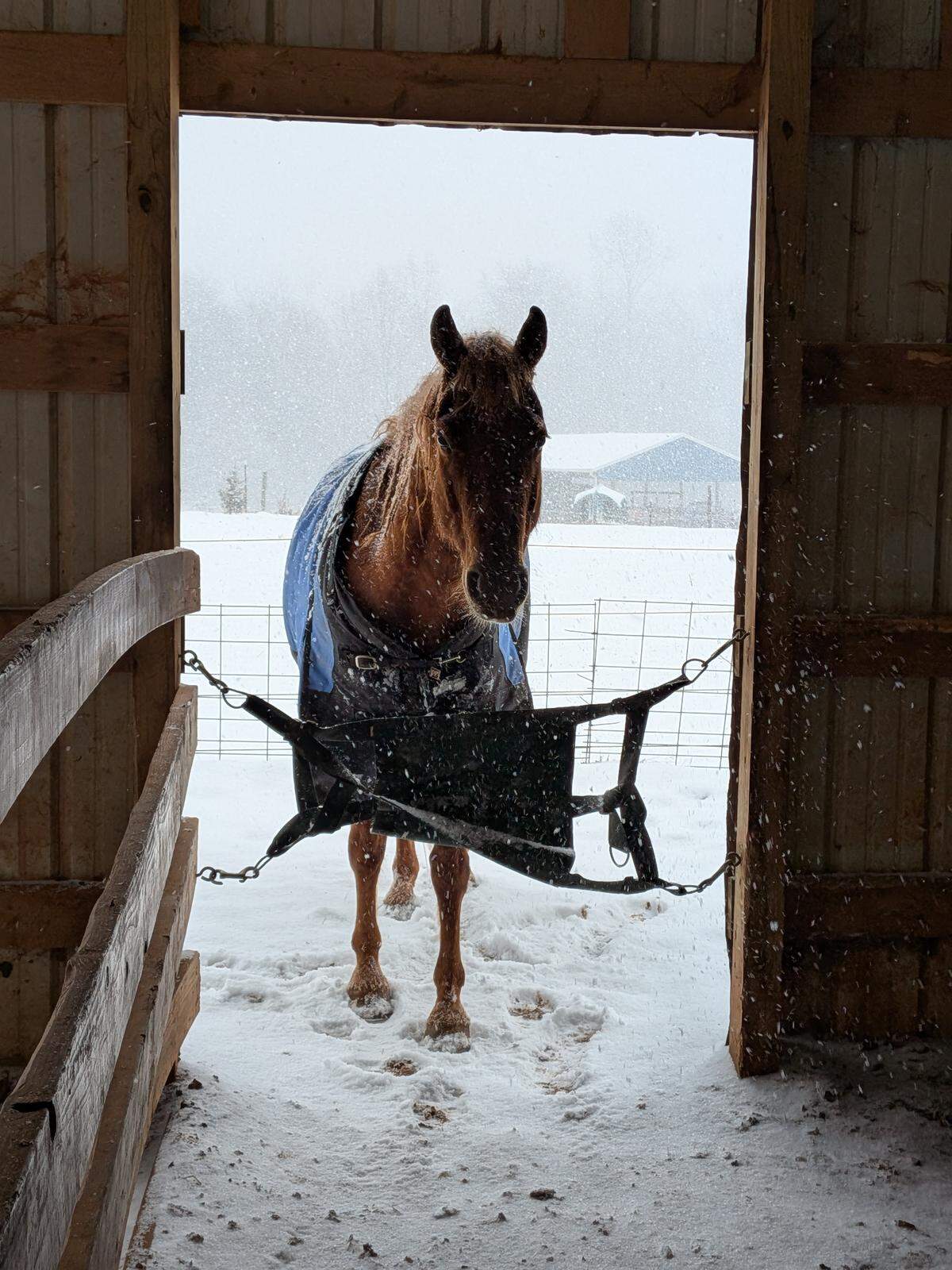 Moose the horse pokes his head in from the snow at Peach Orchard Equestrian Center in Gastonia, near the state line and Lake Wylie, on Saturday, January 31, 2026. 