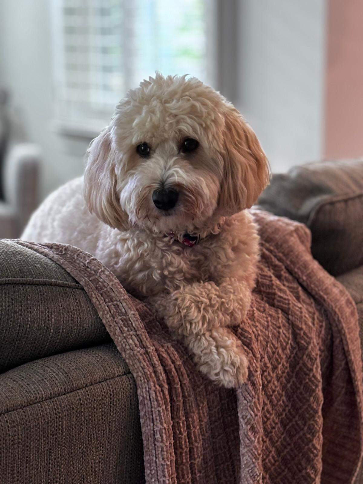 Bentley was named a finalist in The Charlotte Observer’s “cutest dog in Charlotte” contest in fall 2024.