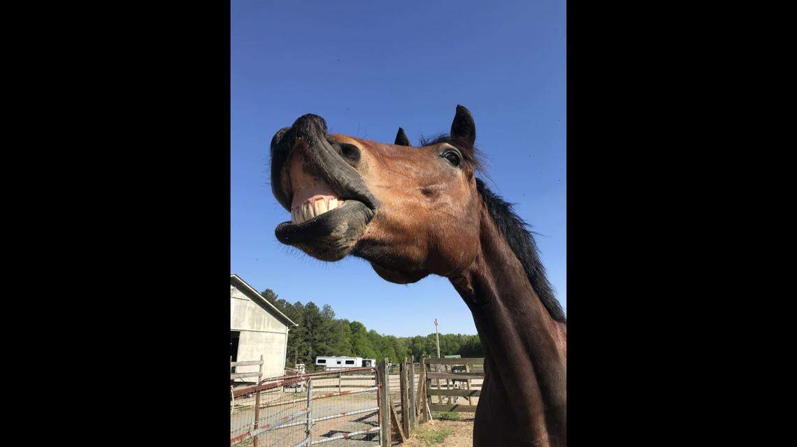 Zeus, a Friesian/Hanovarian horse from Peace N Peas Farm will join your virtual work or family meetings during the coronavirus. 