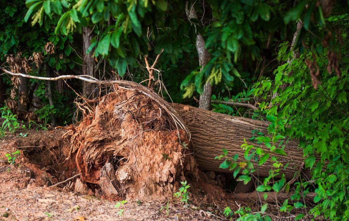 A fallen tree on on Lineberger’s farm on August 7, 2024.