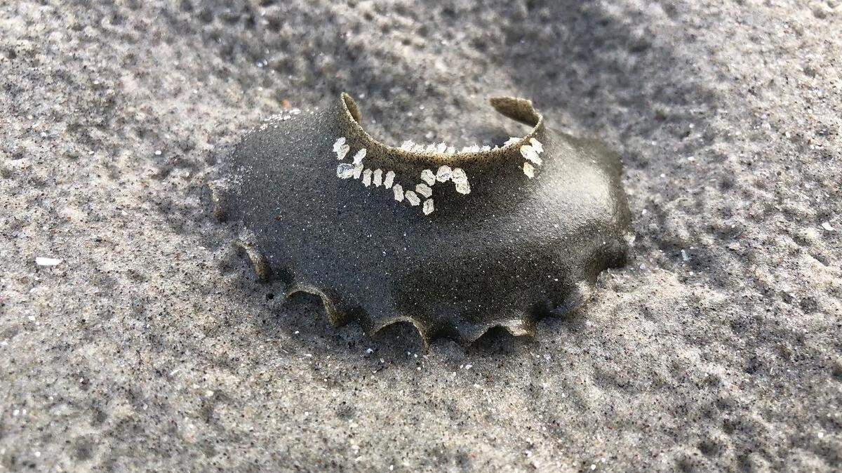 If you’ve been on the beach at Kiawah Island lately, you might have seen a lot of these strange looking objects. They’re not trash.