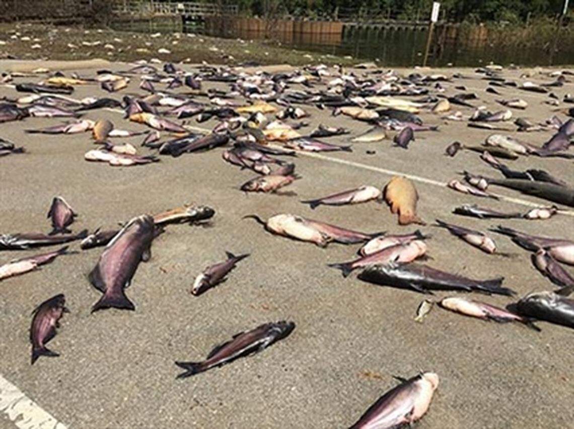 This fish kill at Lock and Dam #1 on the Cape Fear River, one of many that state biologists have documented in the aftermath of Hurricane Florence.