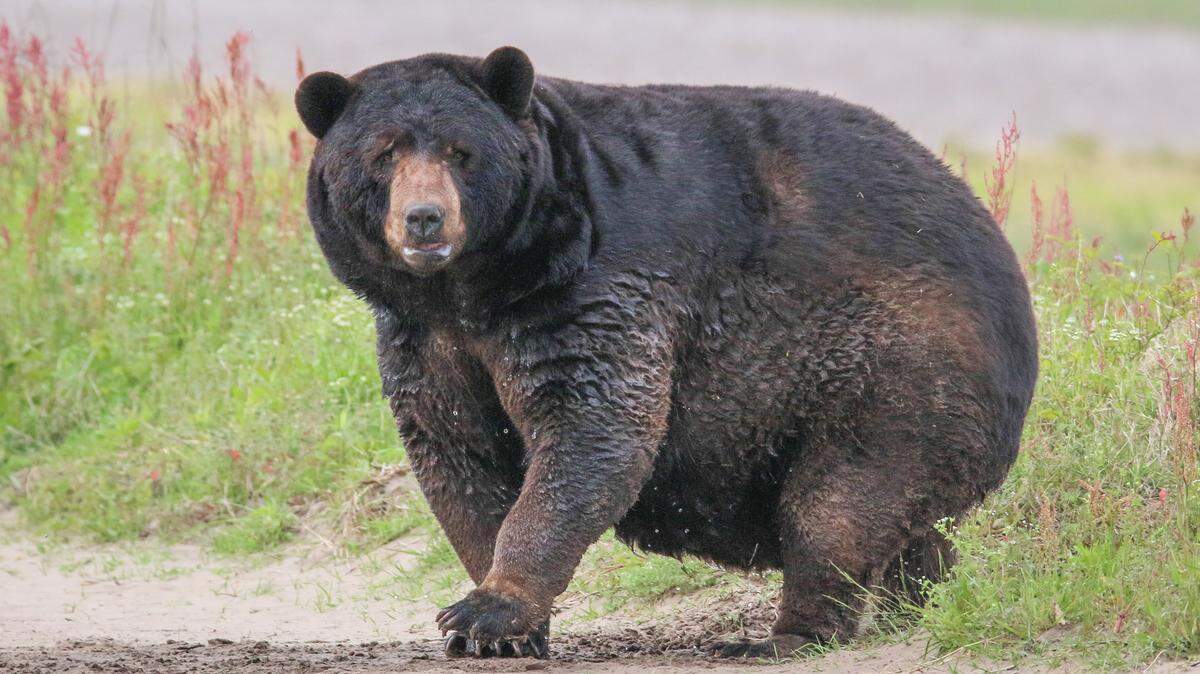 A North Carolina bear has become the but of jokes on social media after the U.S. Fish and Wildlife Service shared a photo on Facebook.
