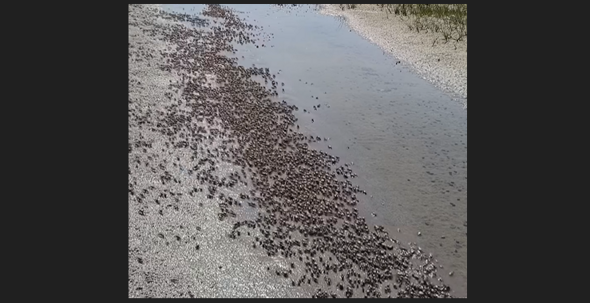 It’s estimated thousands of the small crabs participated in the swarm, which happened on the back side of Town Marsh in the Rachel Carson Reserve on the NC coast.
