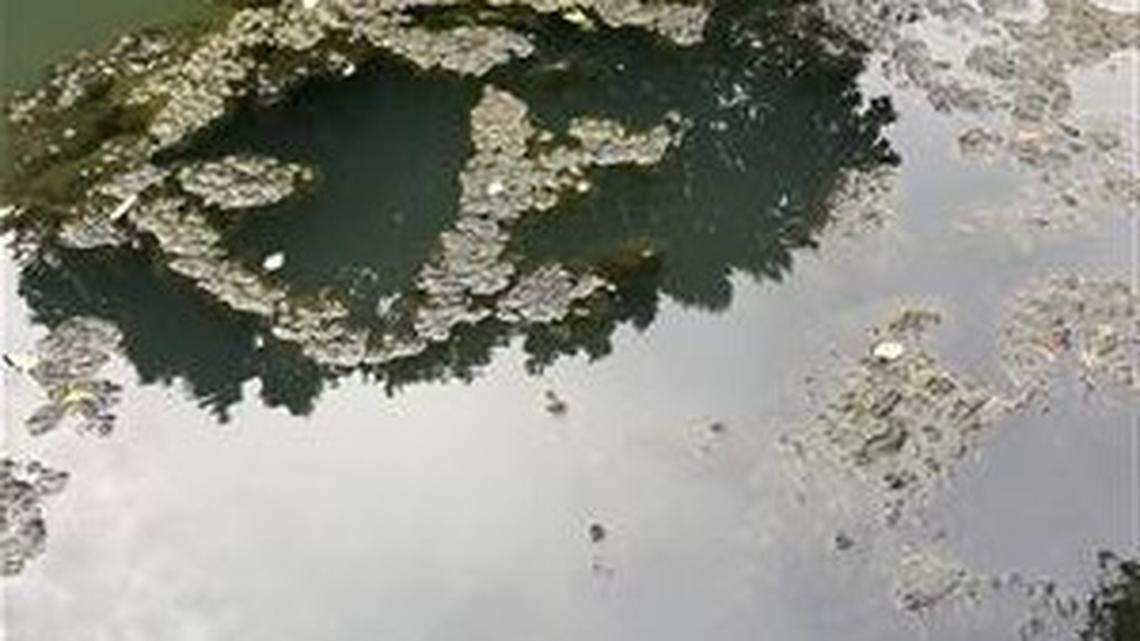 Toxic algae in Lake Norman can kill your dogs. What’s being done?