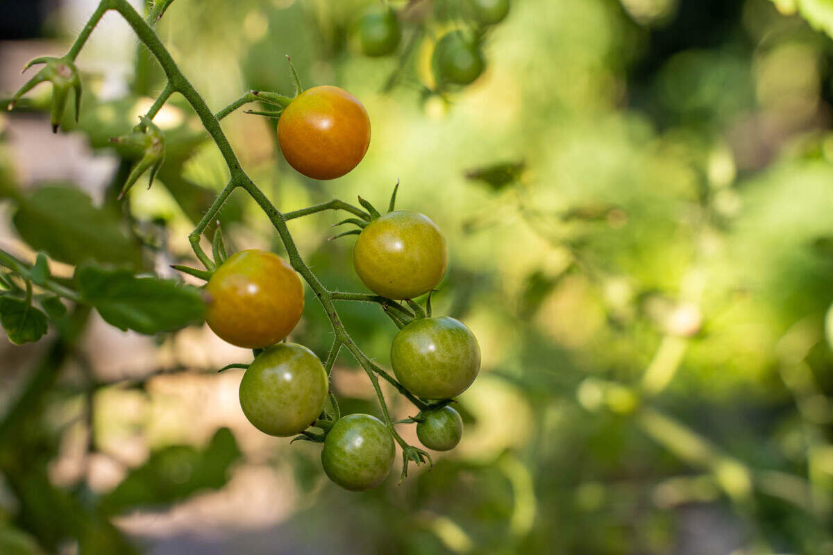 Tomatoes are beginning to ripen on the vine at Scott Lindsley and Joey Hewell’s backyard garden.