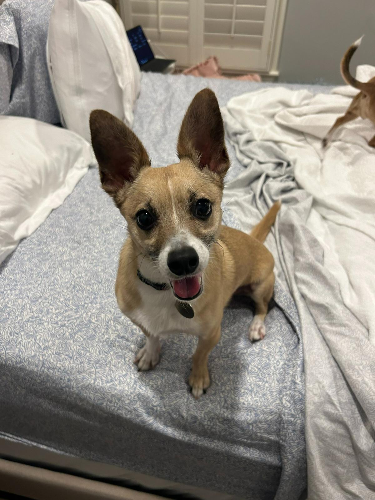 Chico was named a finalist in The Charlotte Observer’s “cutest dog in Charlotte” contest in fall 2024.