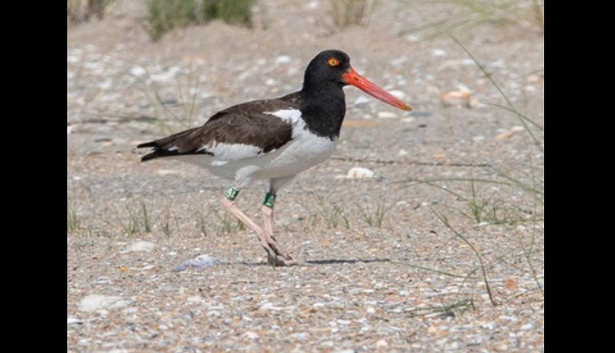 “AL” is a female American oystercatcher with a long life history on North Carolina’s Outer Banks. She is at least 22 years old, which is five years past the expected lifespan for the species, the National Park Service says.