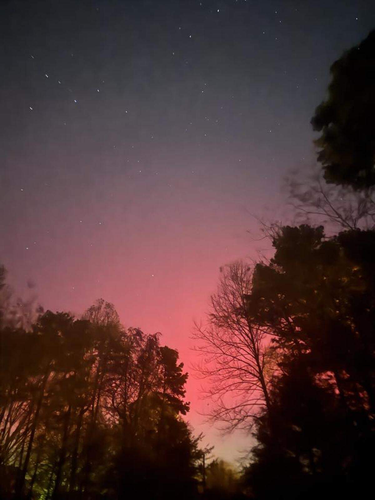 A vertical nighttime photo capturing the aurora borealis with a vibrant, glowing red and pink color dominating the lower half of the sky. The foreground is filled with the dark, jagged silhouettes of dense trees, including both tall pines and bare deciduous branches, framing the celestial display above. The upper sky is dark and dotted with faint stars.