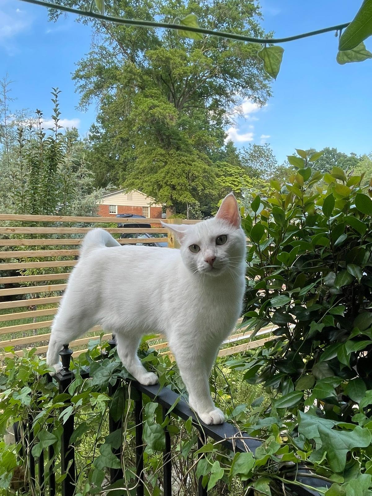 Luna was named a finalist in The Charlotte Observer’s “cutest cat in Charlotte” contest in fall 2024.