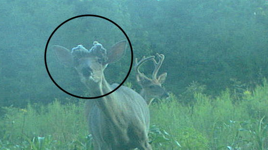 A deer with a bizarre growth on its head has been identified as having “antleroma,” a condition that results in “abnormal antler growth.”