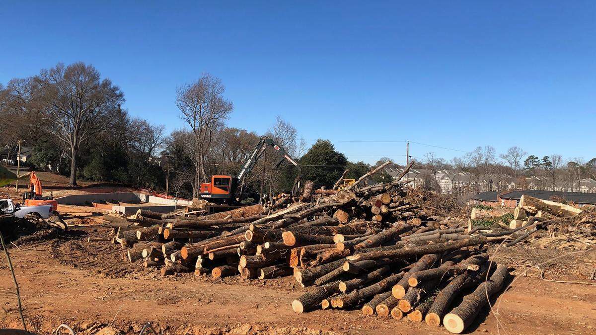 As tree losses mount, Charlotte considers stricter rules to protect canopy coverage