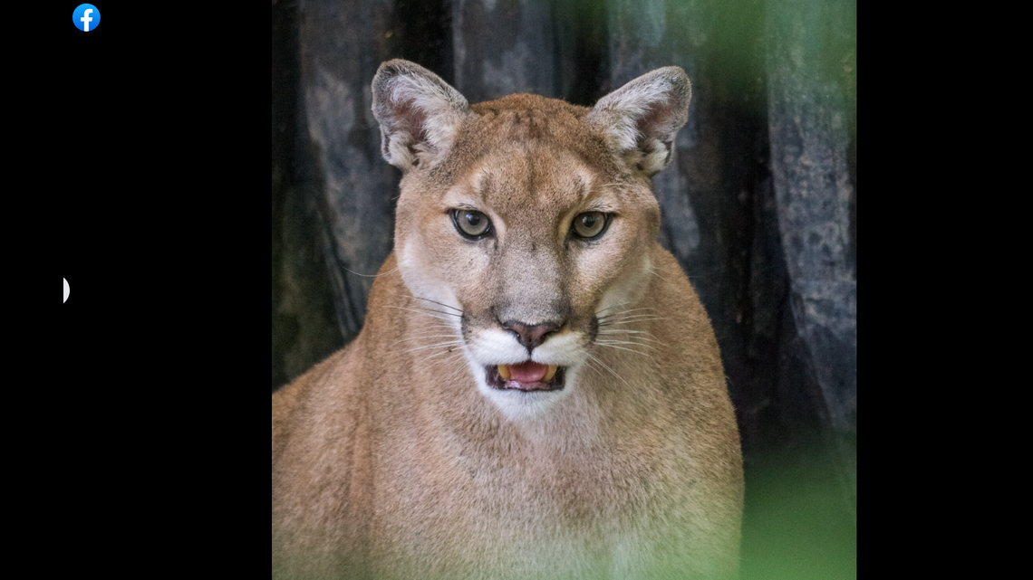 A North Carolina nature center is mourning the loss of Mitchell, the popsicle-loving cougar.