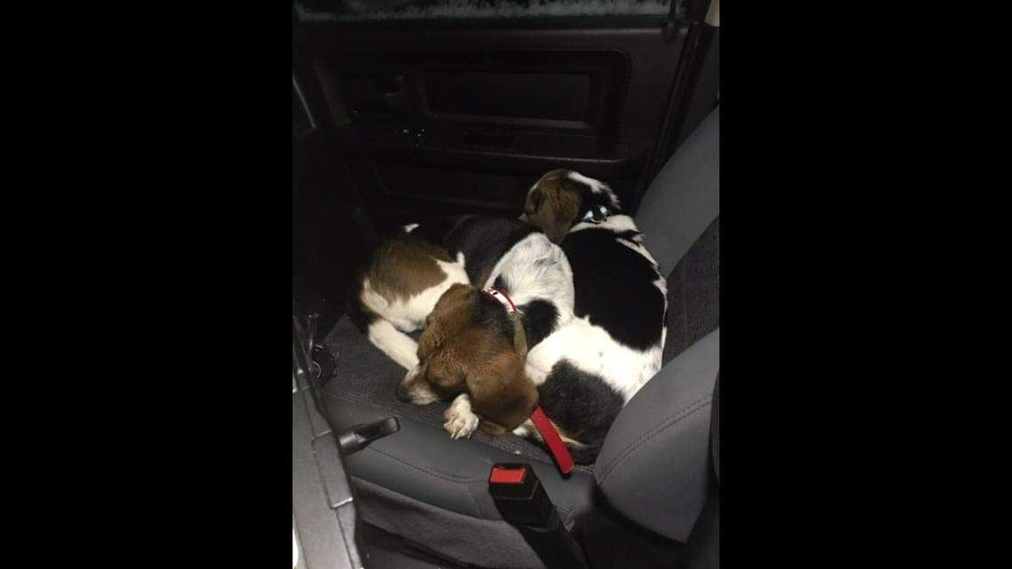 This expectant beagle couple was found homeless in Adams County, Ohio, a week before Christmas. They now have a home.