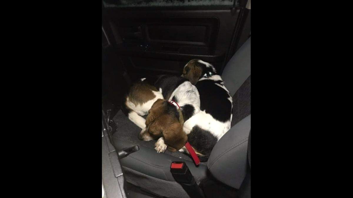 This expectant beagle couple was found homeless in Adams County, Ohio, a week before Christmas. They now have a home.