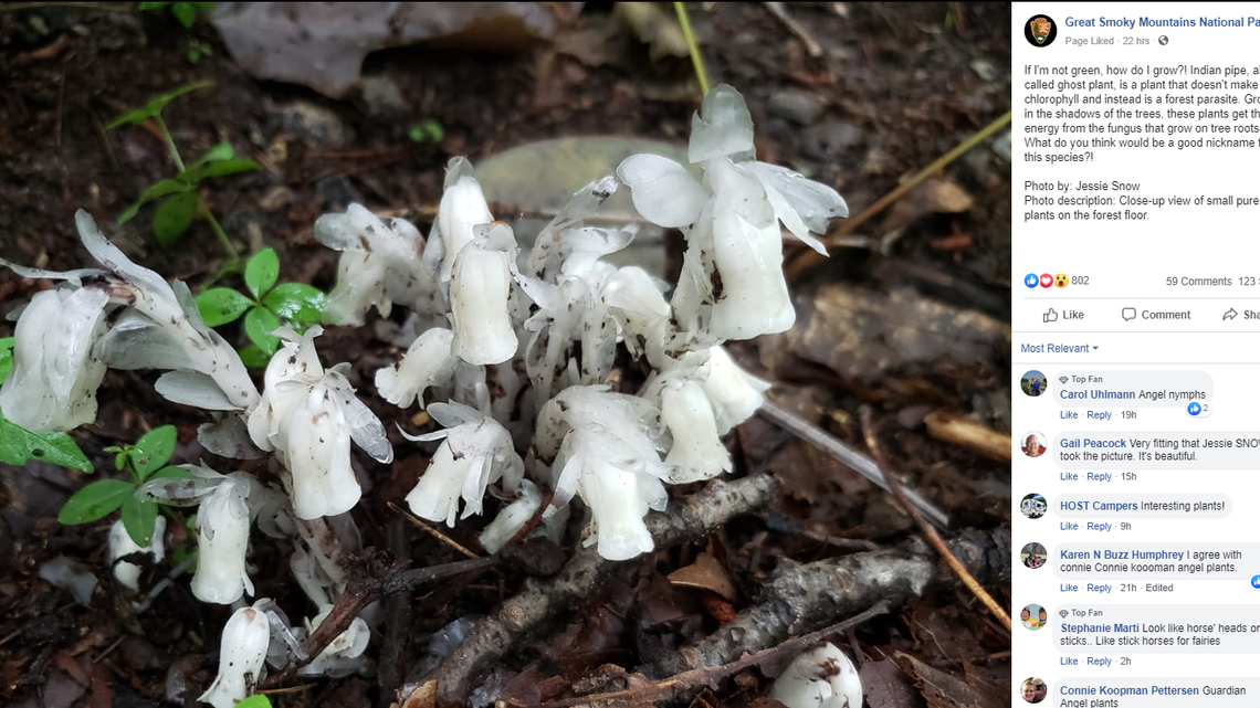 Indian pipe, called ghost plant, is a forest parasite that grows in the shadows in the Great Smoky Mountains National Park.