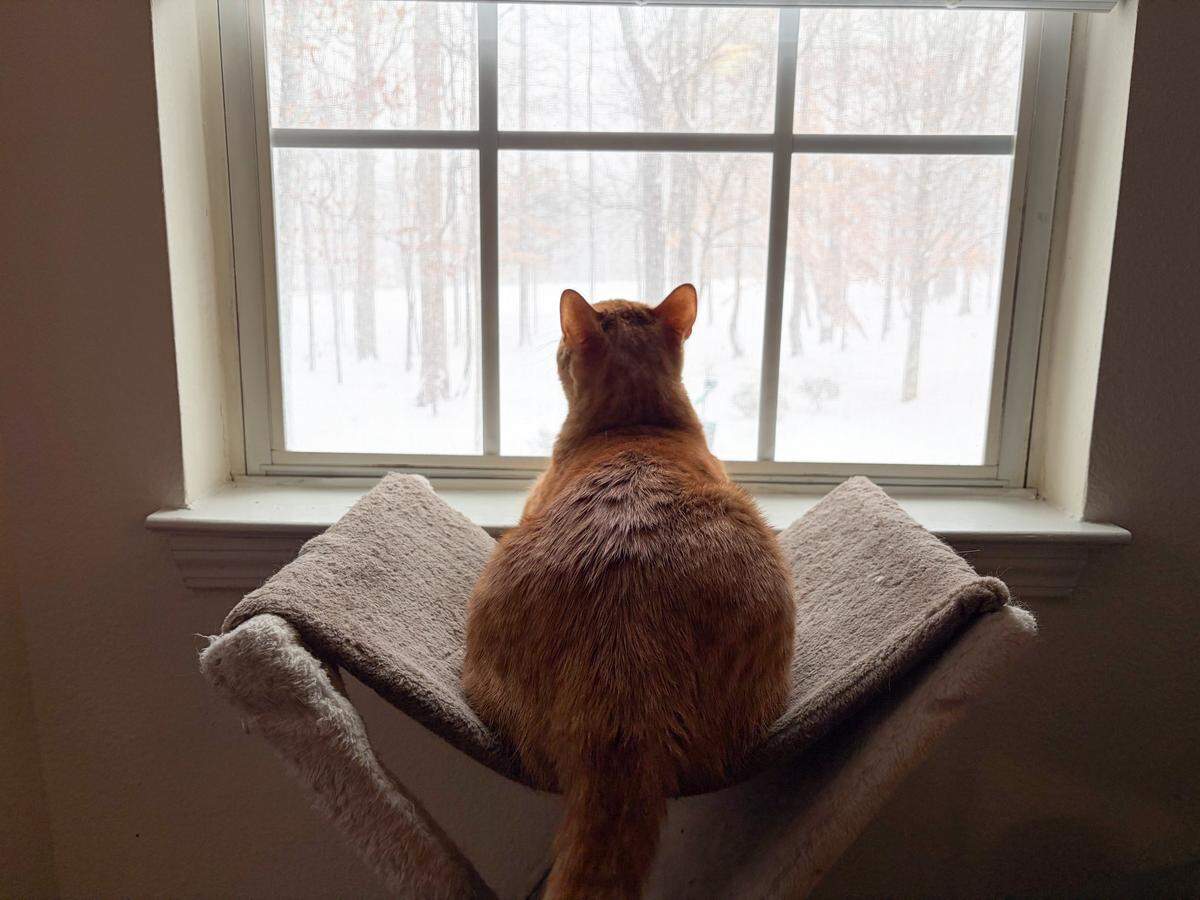 Blaze the cat watches the snow fall in the University area of Charlotte on Saturday, January 31, 2026.