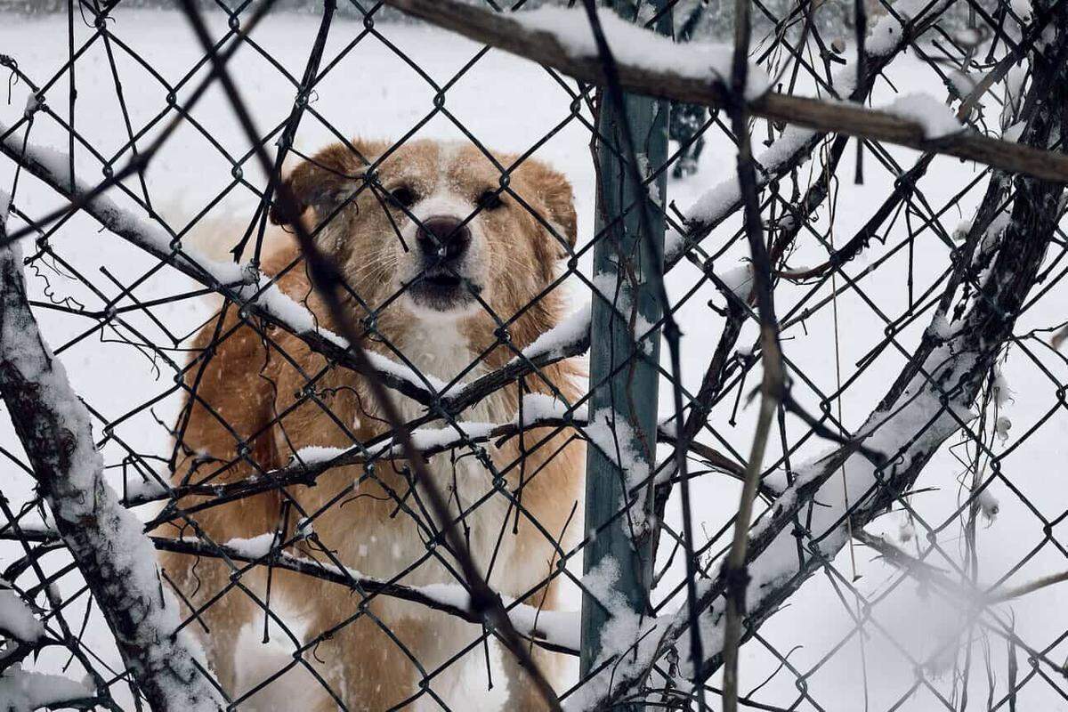 A dog peers through a snowy fence in Huntersville, NC on Saturday, January 31, 2026.