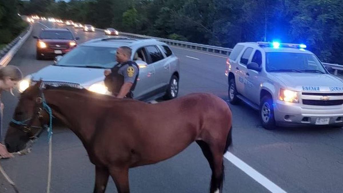 Mia the horse was on the run for two days after escaping a farm, officials said.