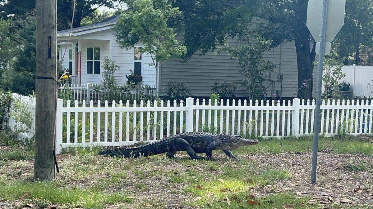 The Southport Police Department eventually posted a note on social media, warning residents of Stuart Avenue that “a large alligator” was roaming yards. 