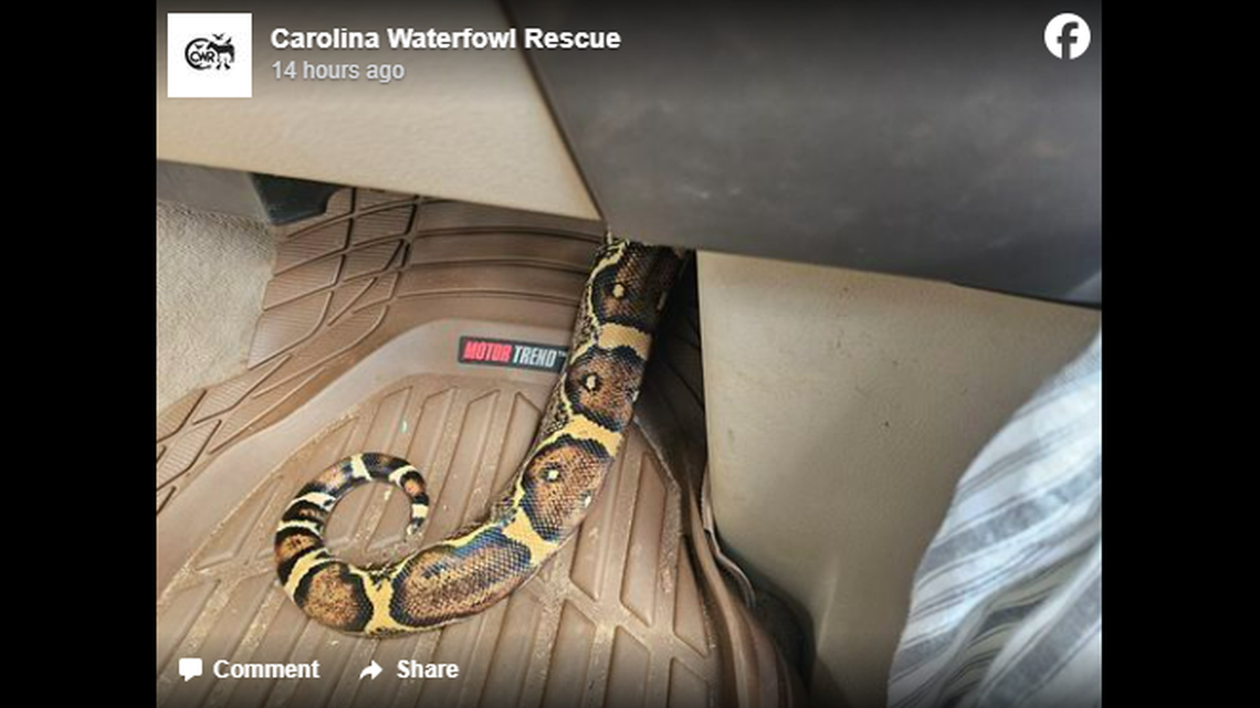 The 9-foot boa constrictor imperator got tangled in the dash board of a couple’s vehicle as they were driving to Indian Trail near Charlotte, NC, officials say.