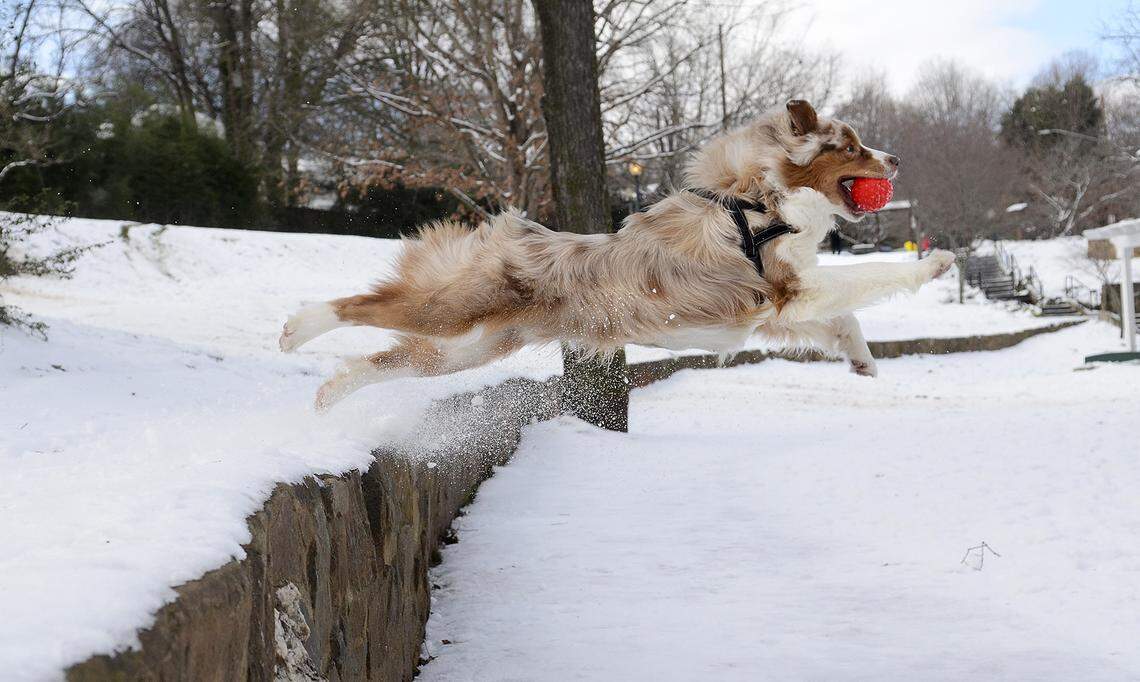 Ruffin, an Australian shepherd, leaps from a hillside wall in Latta Park towards his owners in January 2016. Charlotte could see up to 2 inches of snow late Friday and early Saturday, plus sleet, ice and freezing rain, a National Weather Service meteorologist said.