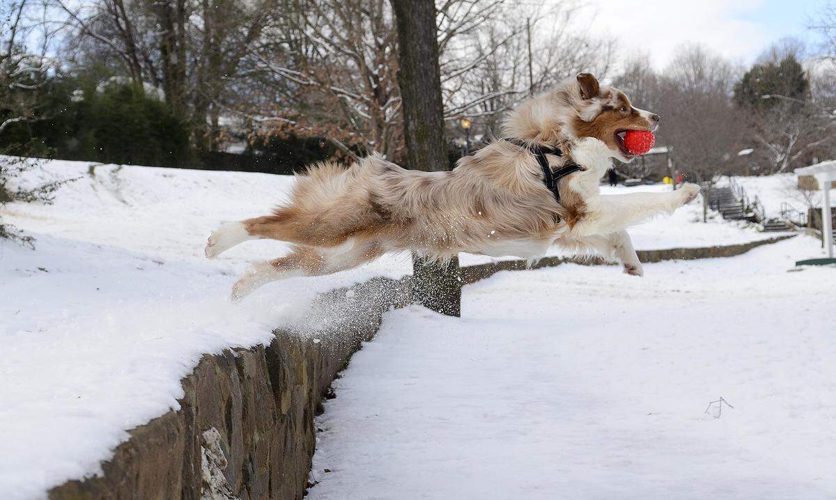 Ruffin, a one-year-old Australian shepherd, leaps from a hillside wall in Latta Park towards his owners Tim Sheriff and Shanna Rivera in January 2016