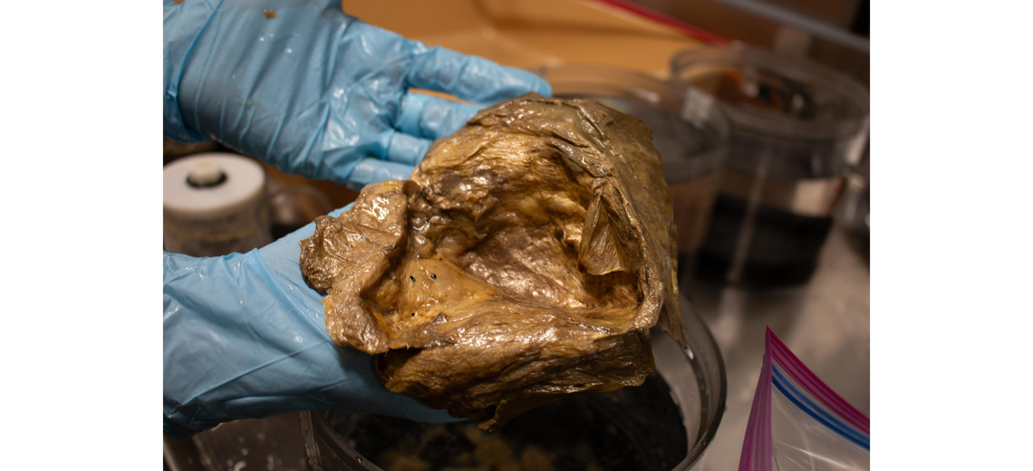 This is what the orb looked like in a lab at the Smithsonian Institution’s National Museum of Natural History, which catalogs and curates biological samples collected by NOAA expeditions, officials said. 