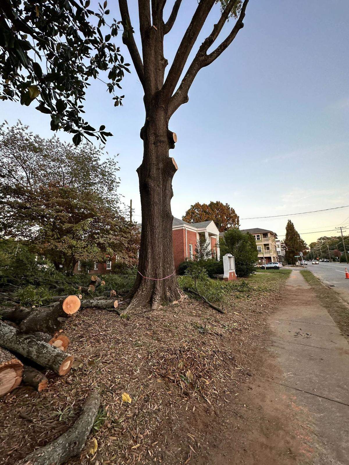A tall willow oak tree is pictured shortly before it was taken down ahead of construction of apartments in NoDa. The developer says an arborist determined the tree had “excessive decay.”