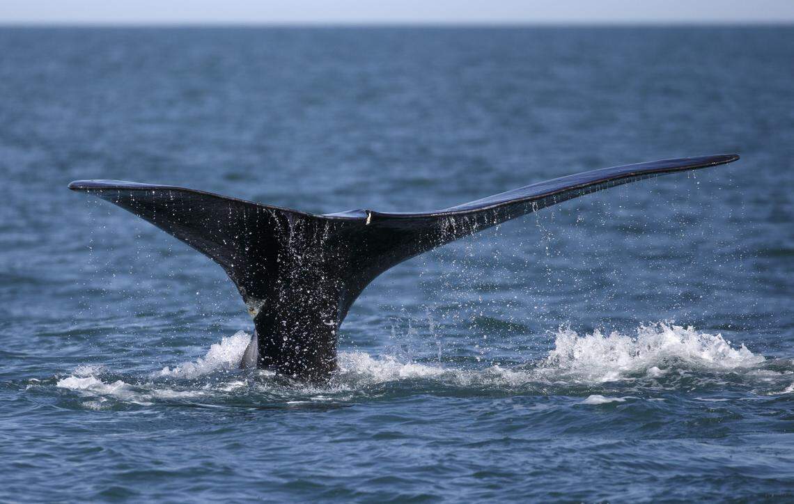 FILE - In this March 28, 2018, file photo, a North Atlantic right whale appears at the surface of Cape Cod bay off the coast of Plymouth, Mass. Whale researchers in New England believe they’ve found a new way to measure the amount of stress felt by whales when they experience traumas such as entanglements in fishing gear, and they say the technique could help protect the massive sea creatures from extinction. The group published its research online in the journal Marine Mammal Science in March 2019. (AP Photo/Michael Dwyer, File)