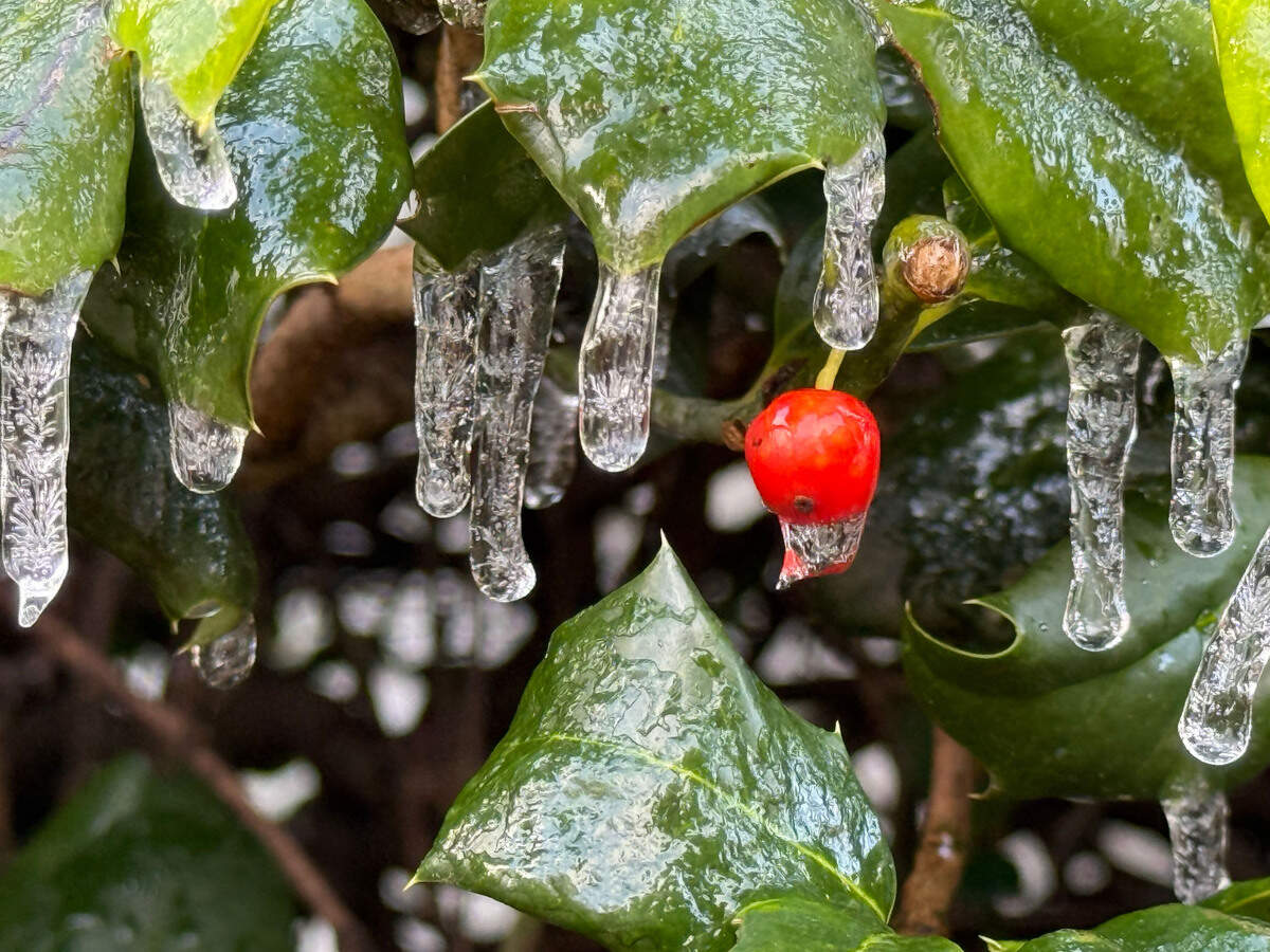 icicle hang from the holly bushes Saturday morning, Jan. 11, 2025 after a wintry mix went through the area on Friday night, January 10, 2025.