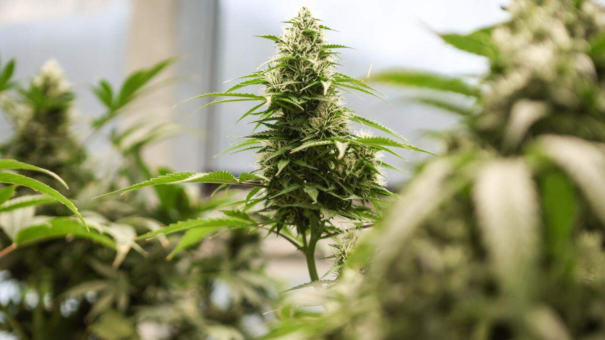 Flowers, also known as buds, grows at the top of a mature marijuana plant on a farm owned and operated by Qualla Enterprises, LLC in Cherokee, NC. The flowers contain the cannabinoids and terpenes that get produce a high and offer health benefits.
