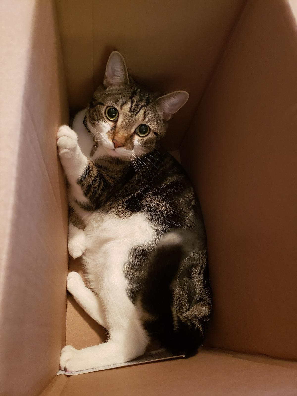 Mac was named a finalist in The Charlotte Observer’s “cutest cat in Charlotte” contest in fall 2024.