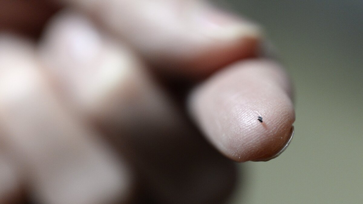 Bed bugs are oval-shaped, brown, flat and about the size of an apple seed.
