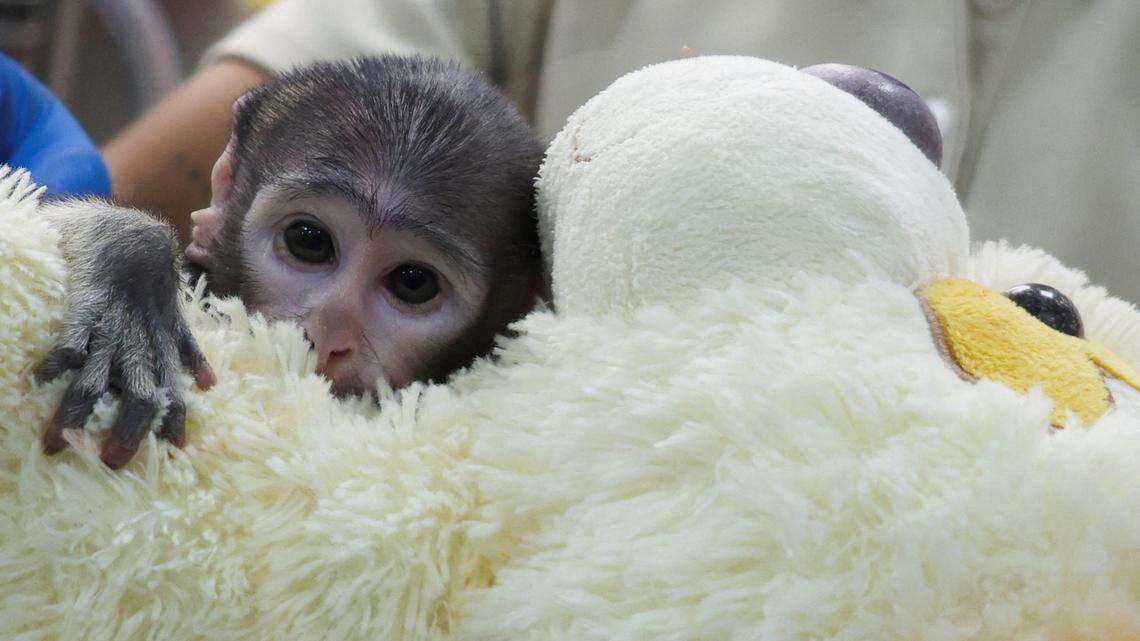 Baby Monkey Yuji Clinging to Stuffed Toy: Everything to Know