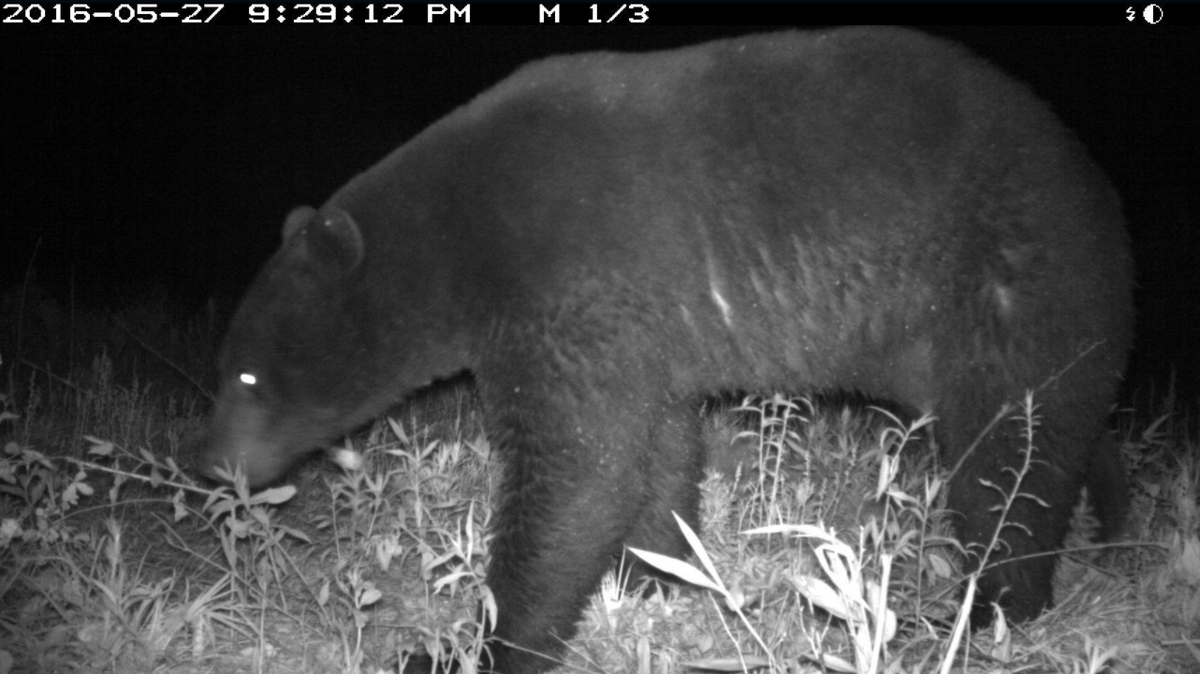 One of North Carolina's black bears as captured by a North Carolina camera trap program.