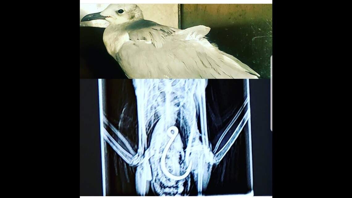 This bird in NC swallowed a huge hook — and survived. But how do you get it out?
