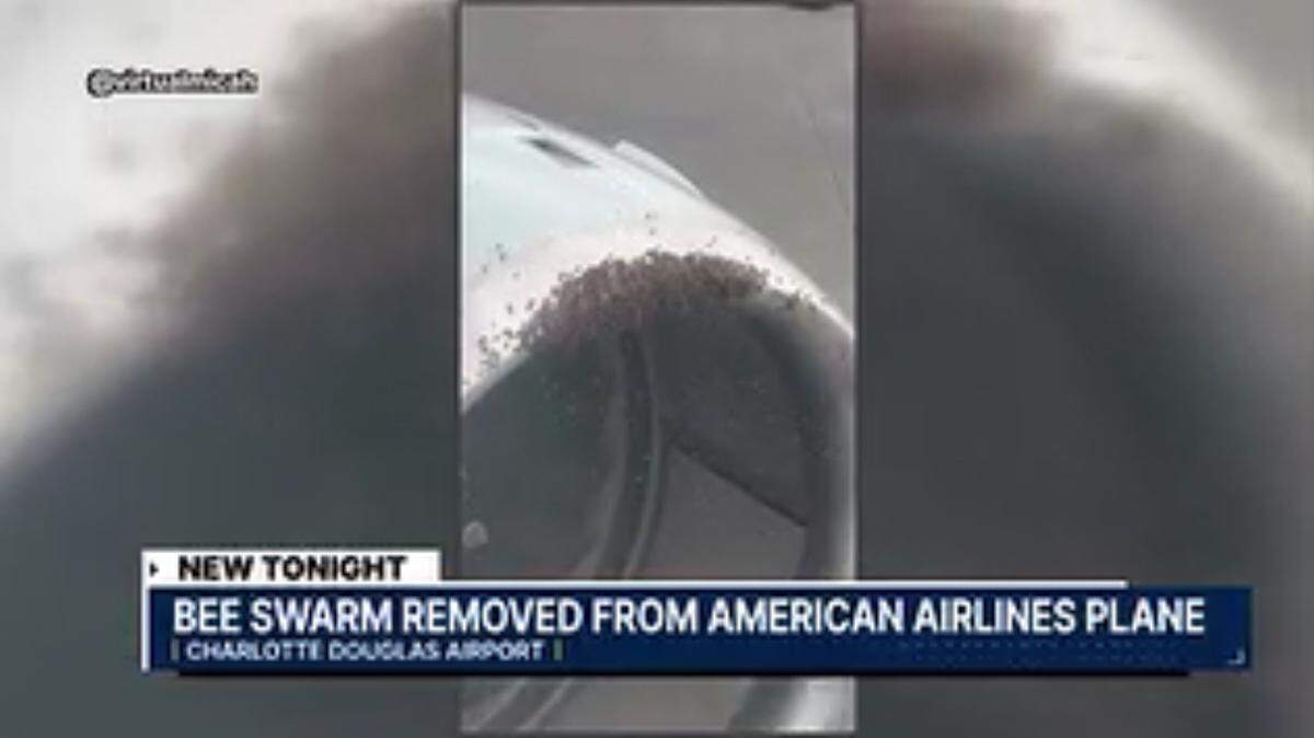 A swarm of bees on an American Airlines plane turbine at Charlotte Douglas International Airport last week caused a flight to be delayed by about an hour.