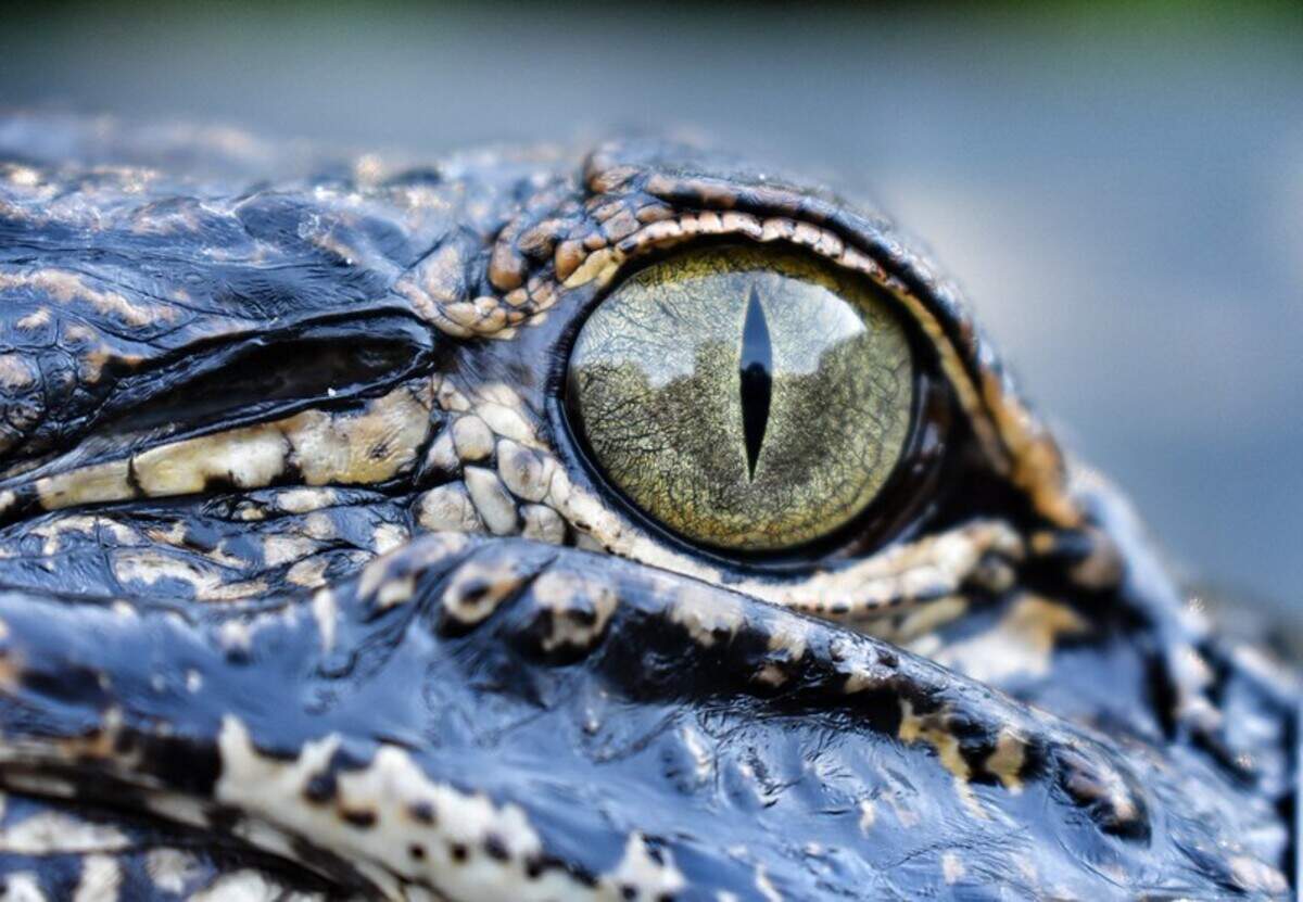 Give alligators plenty of space, Alligator Biologist Alicia Wassmer said.