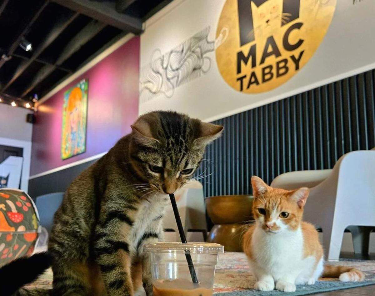 Cat lovers can reserve a time slot to snuggle up with a furry friend at Mac Tabby Cat Cafe, the first cat cafe to open in Charlotte.