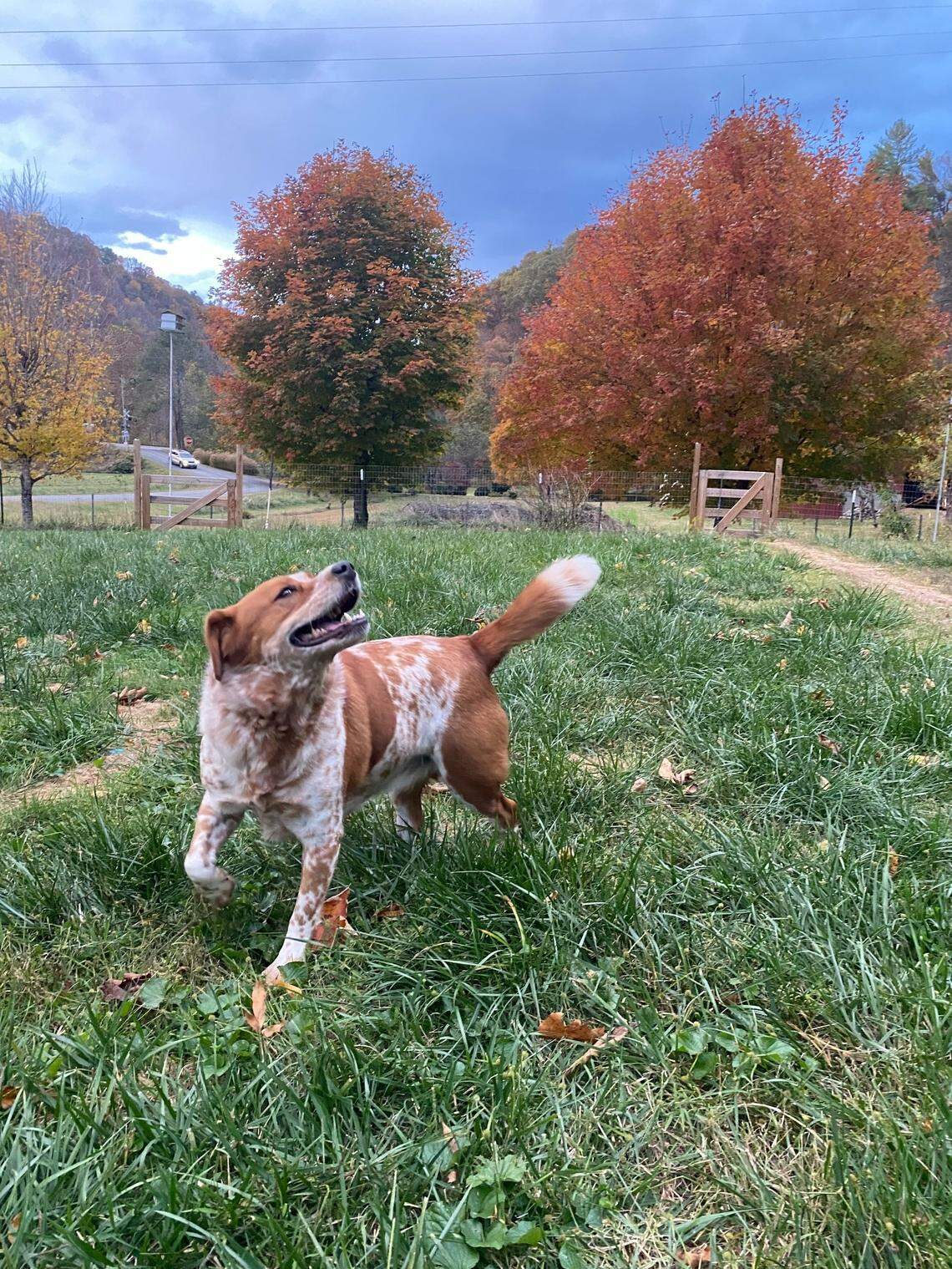 Reishi the cattle dog frolics near Relief Road Extension in Green Mountain.