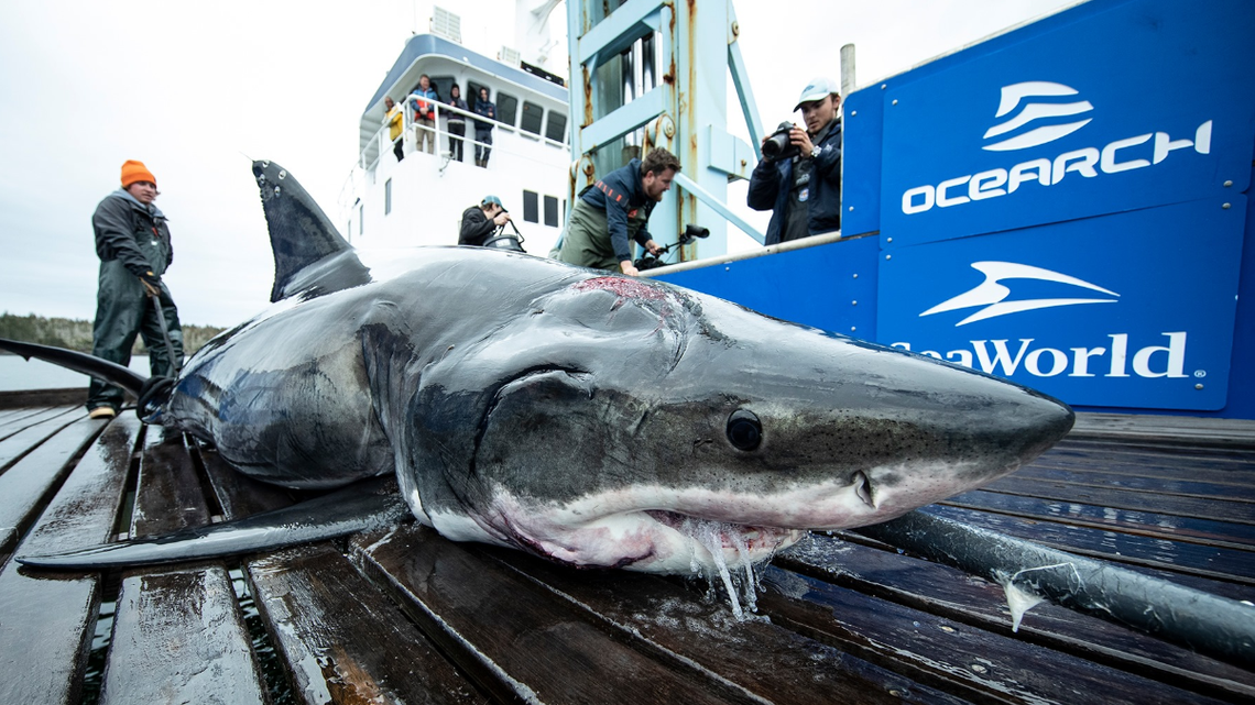 This great white shark appears to have two big bite marks from encounters with other sharks that were much bigger, experts say.