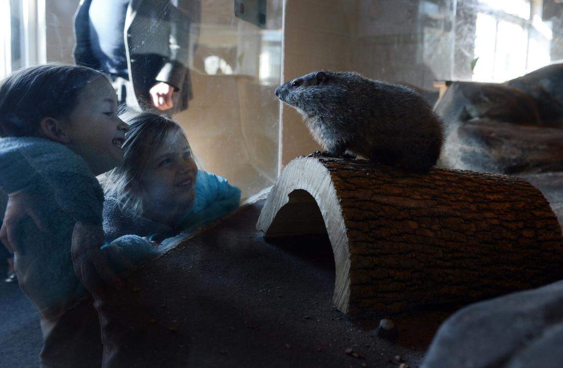 Queen Charlotte greets visitors at the former Charlotte Nature Museum in 2015. The city’s most famous rodent recently died, officials at Discovery Place Nature said on Tuesday, Aug. 16, 2022.