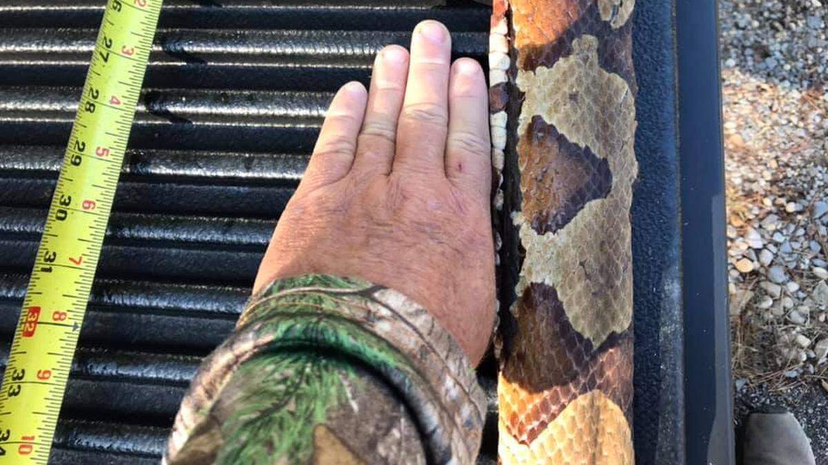 Anthony Landreth shows the width of the venomous copperhead found this week in west Tennessee. It was more than 4 feet long.