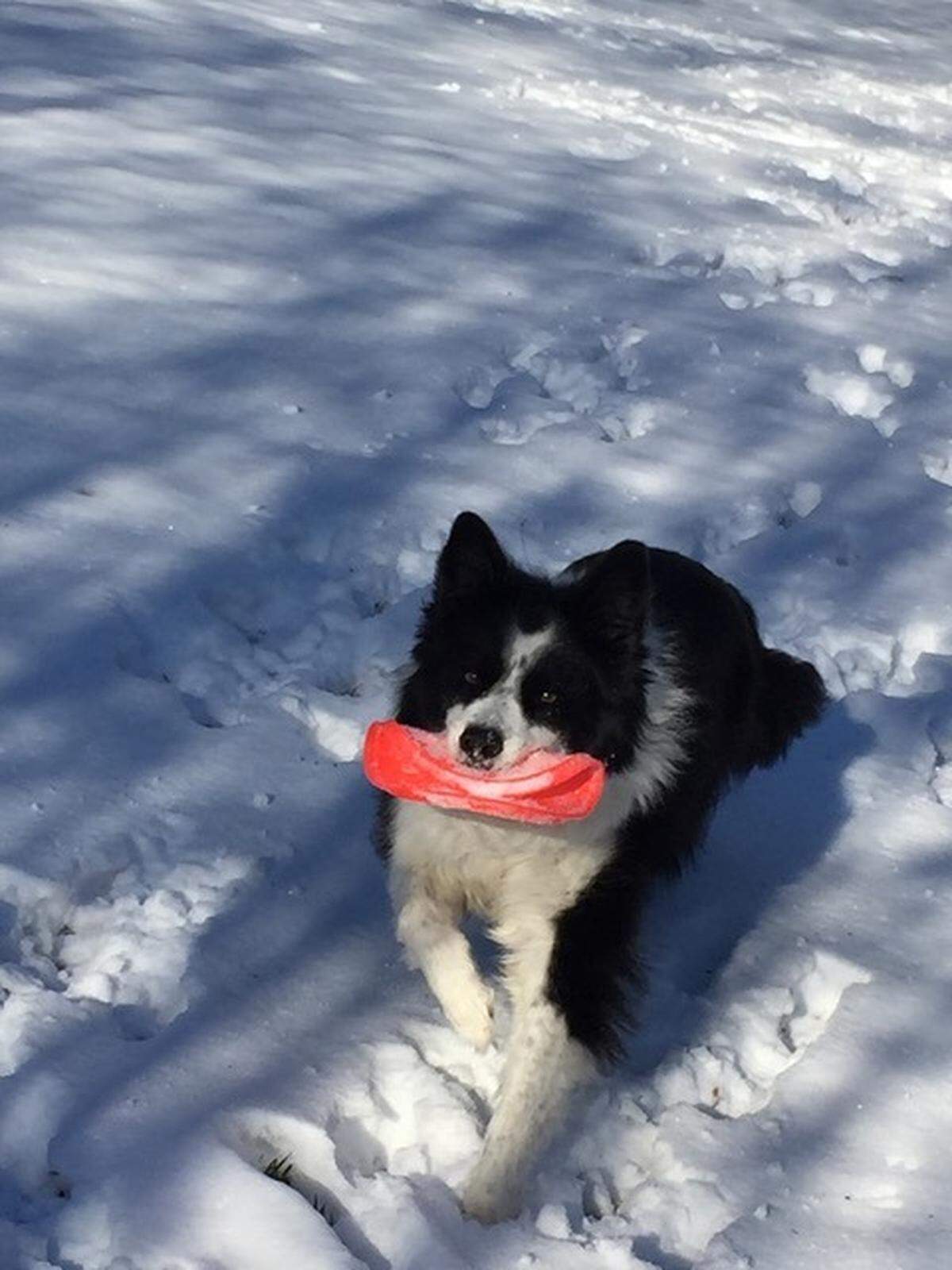 Grace the border collie’s “job” was to retrieve the Frisbee, snowy weather or not, says Larry Newsom, who took this photo in January 2017 on Square Sail Rd. in the Peninsula neighborhood in Cornelius.