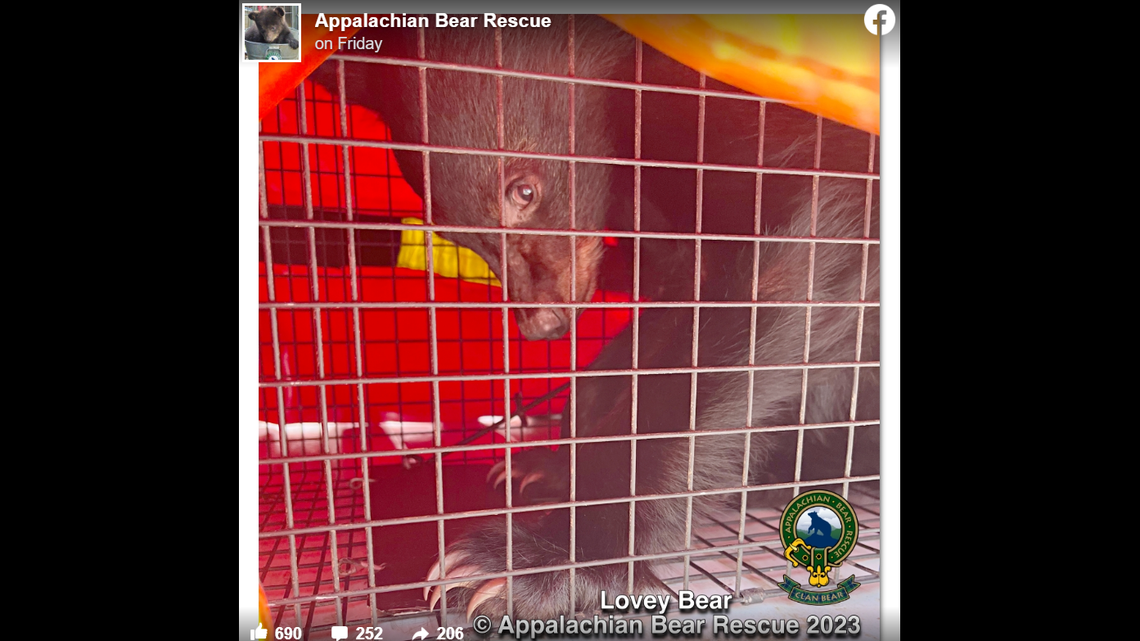 Lovey Bear was malnourished when he was rescued in the Great Smoky Mountains, rescuers said.