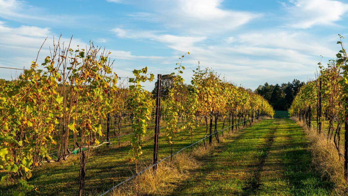 Walk Lake Norman vineyards at Davesté Vineyards. The Troutman winery recently teamed up with Flock Bistro from Mooresville to launch Davesté Kitchen By Flock, an onsite gourmet food trailer