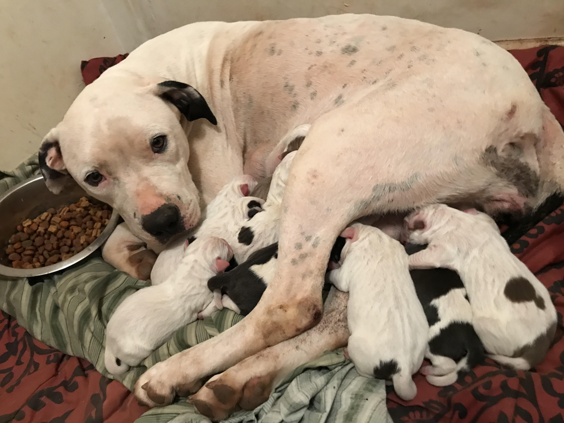 One of Katherine’s rescued dogs, photographed in 2021 with her new litter of pups.